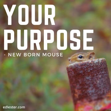 Your purpose - New born mouse