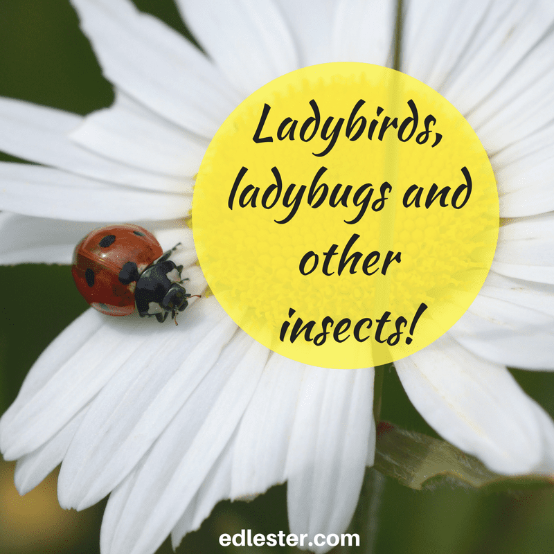 Ladybirds, ladybugs and other insects